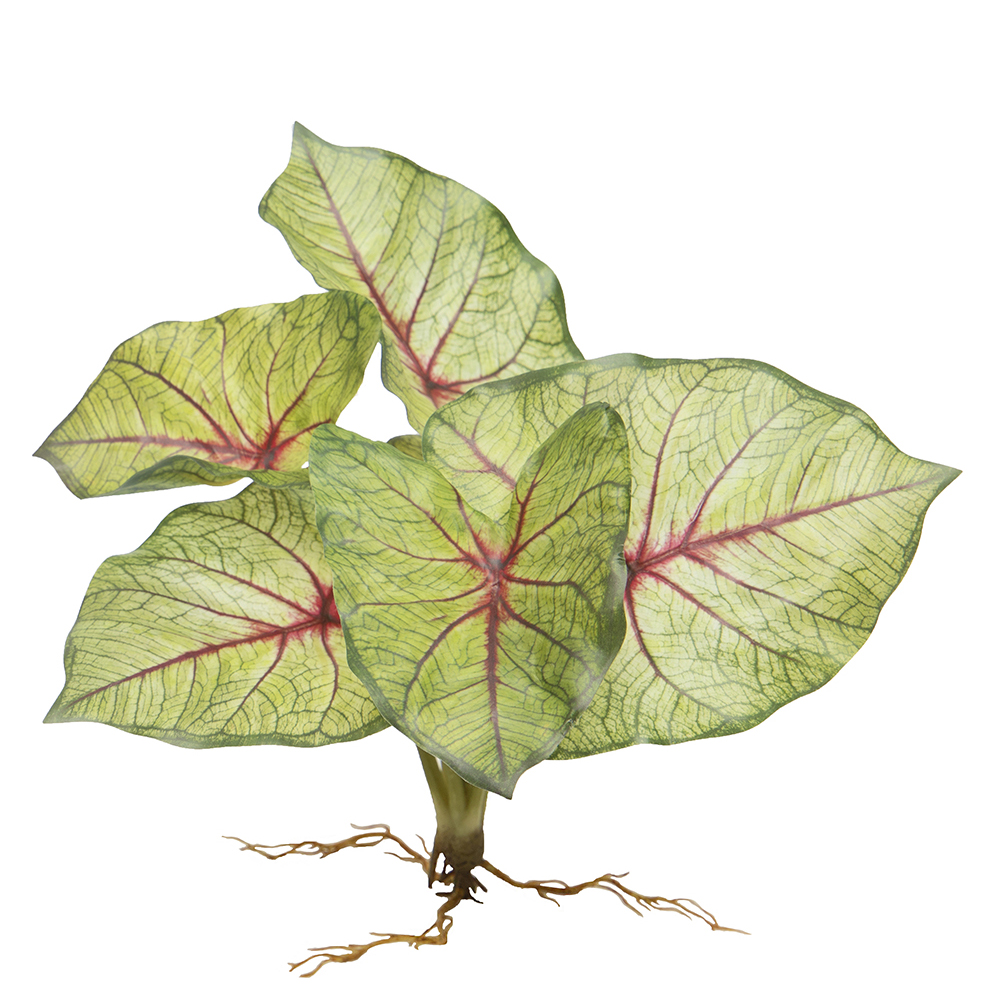 !Caladium Bush with Roots Red/Green 13"x11"