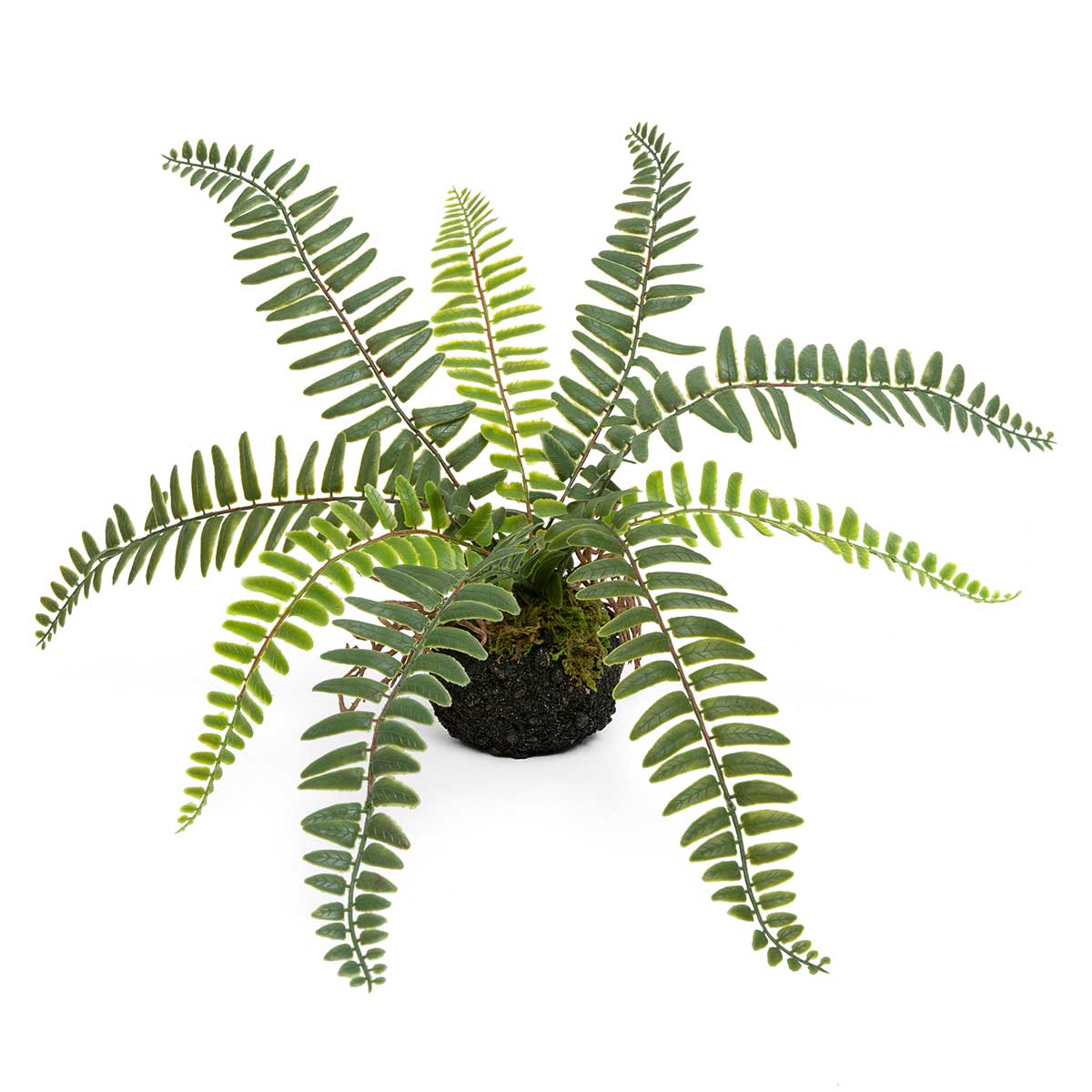 BOSTON FERN WITH FAUX DIRT, MOSS AND ROOTS 17"X11"