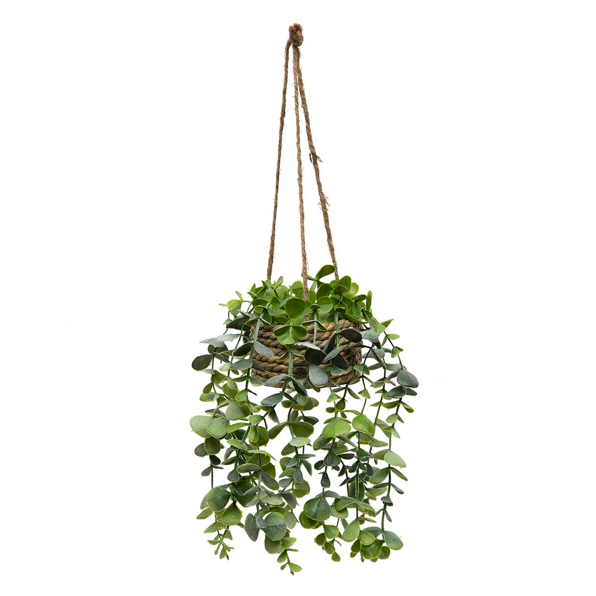 EUCALYPTUS HANGING BUSH 8IN X 10IN (3.75IN X 2IN POT) - Click Image to Close