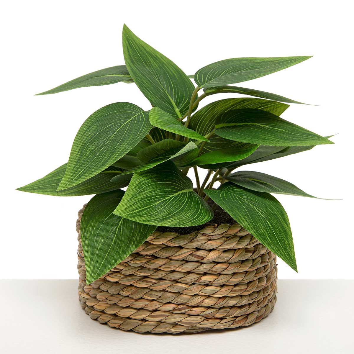 PHILODENDRON IN BASKET 6IN X 5IN (3.75IN X 2IN POT)