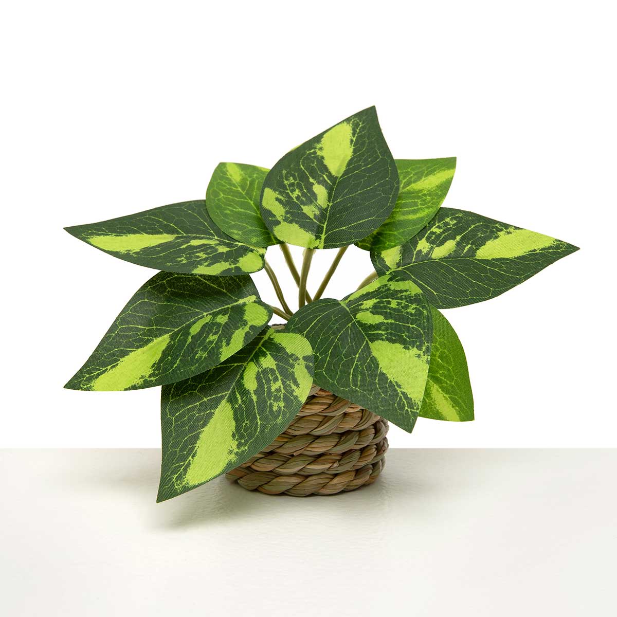 VARIEGATED POTHOS IN BASKET 6IN X 3.75IN (2IN X 2IN POT) - Click Image to Close