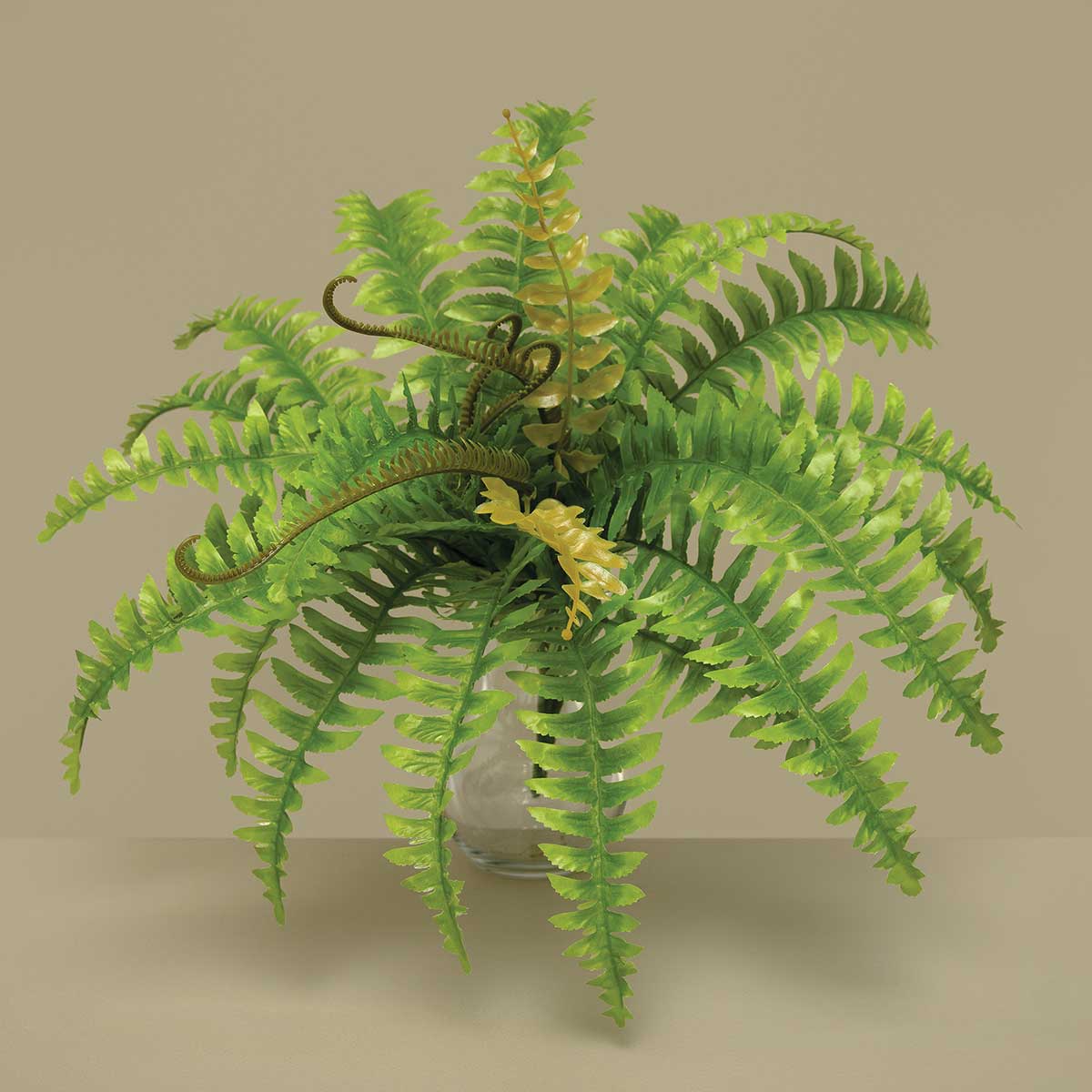 BOSTON FERN GREEN