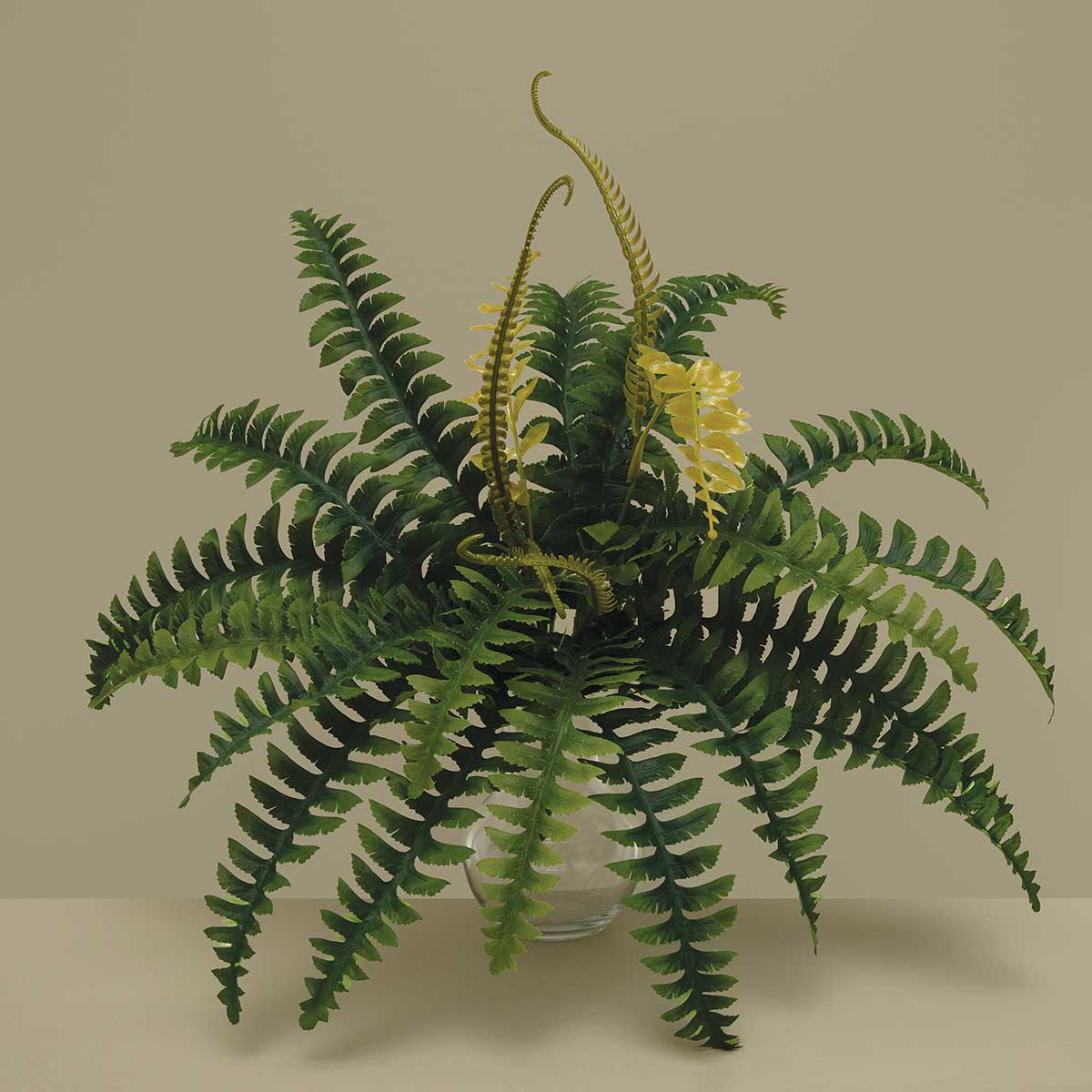 BOSTON FERN GREEN