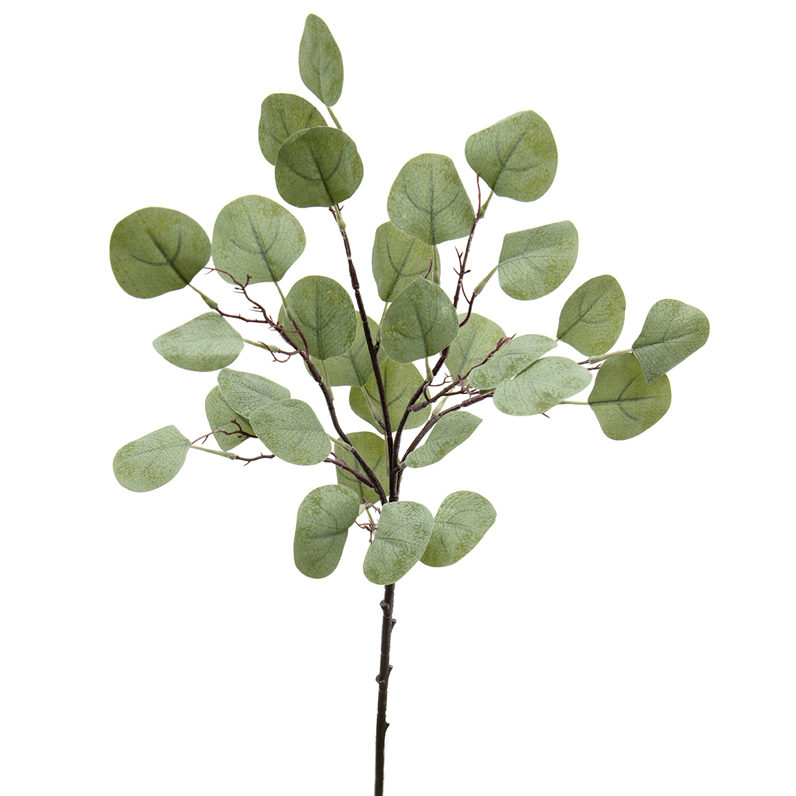 !Silver Dollar Eucalyptus Bush 9"x22" Green