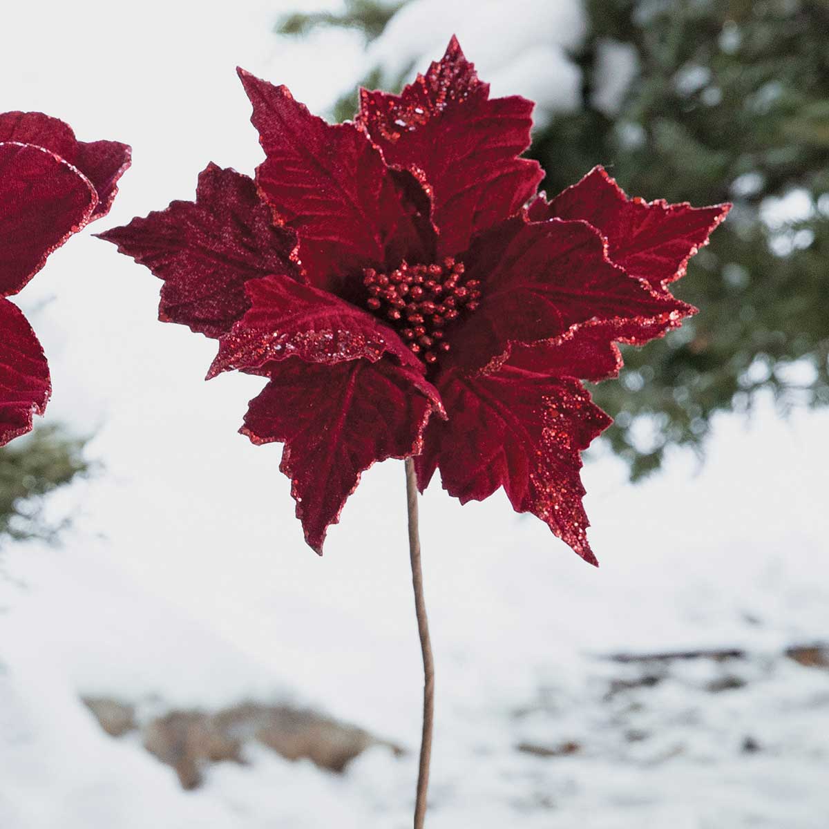 TRADITIONAL POINSETTIA BURGUNDY WIRED WITH GLITTER 10"X14"