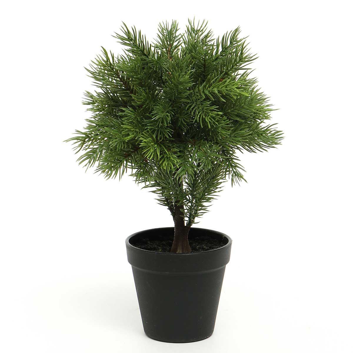 BALSAM FIR TOPIARY TREE IN vv22